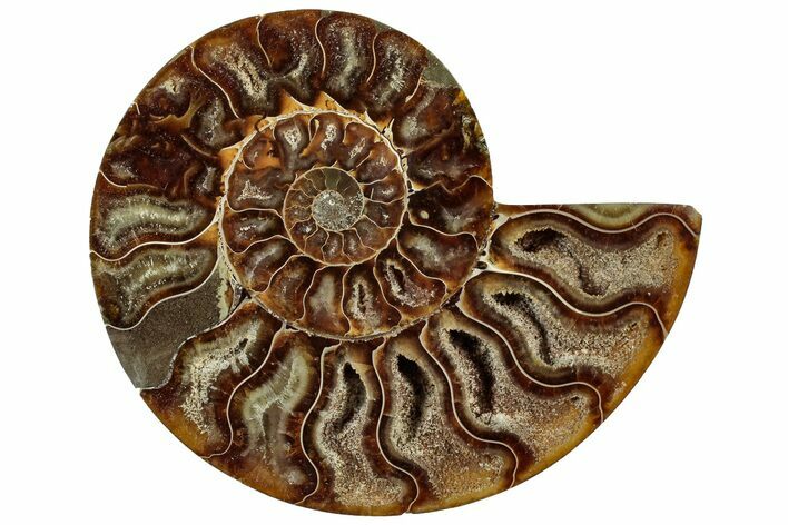 Cut & Polished Ammonite Fossil (Half) - Crystal Pockets #308175